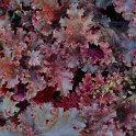Heuchera x 'Melton Fire'